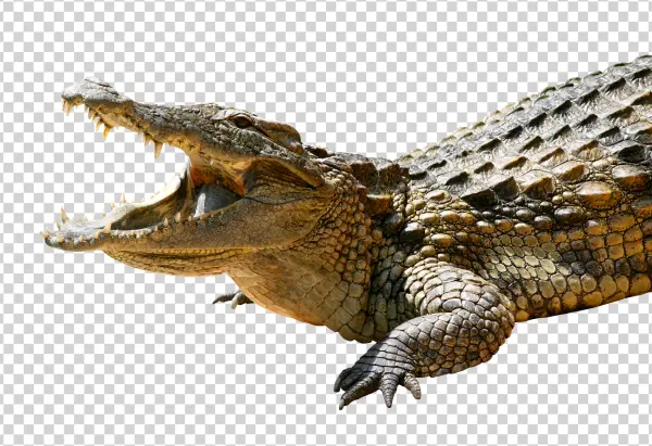Angry Crocodile Open Mouth PNG Transparent Background
