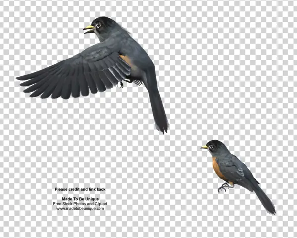Two American Robins Transparent PNG