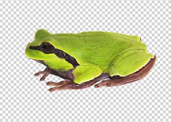 Green Tree Frog PNG Transparent Background