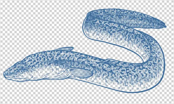 Blue Eel Illustration Transparent PNG