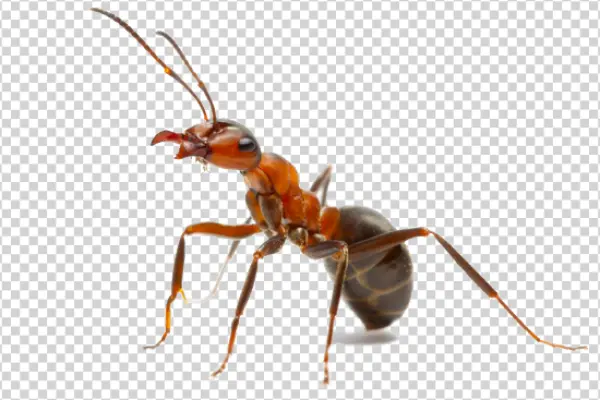 Red Ant PNG Transparent Background