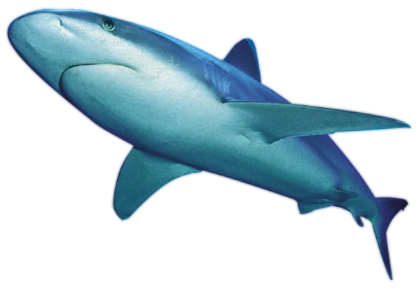 Realistic Blue Shark Transparent PNG