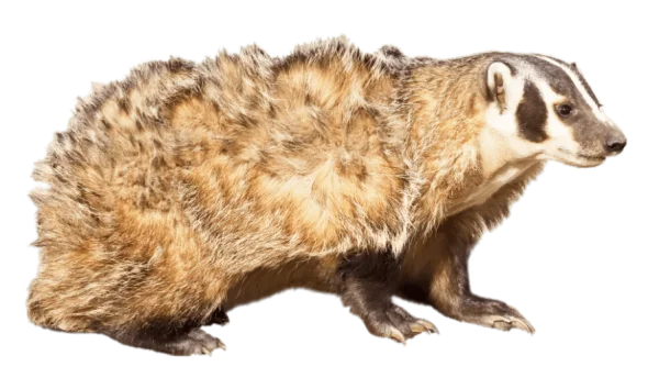 Realistic Badger PNG Transparent Background