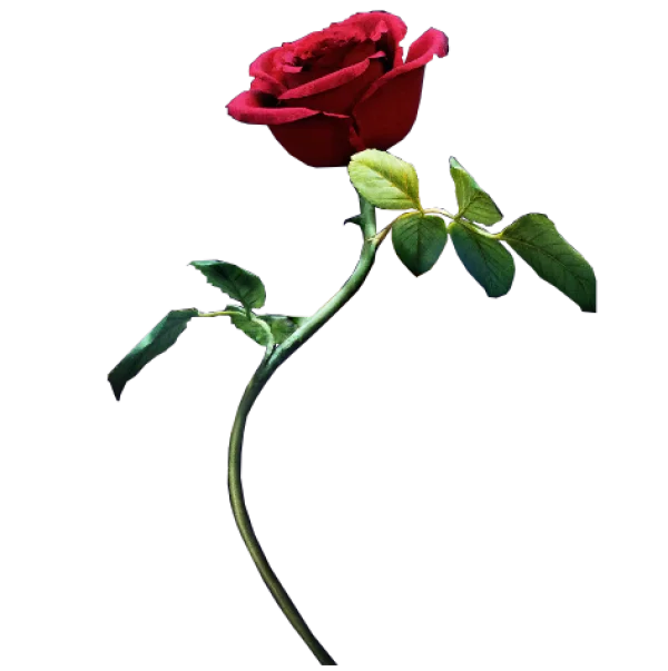 Vibrant Red Rose with Green Stem PNG