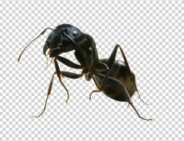 Black Ant Close-Up Transparent Background PNG