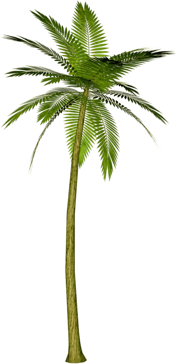 Tropical Palm Tree PNG Transparent Background