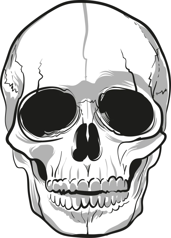 Stylized Human Skull PNG Transparent