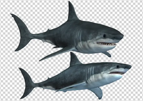Two Realistic Great White Sharks PNG