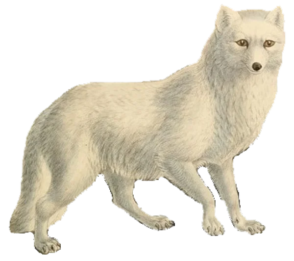 Arctic Fox Vintage Illustration PNG