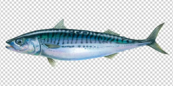 Mackerel Fish PNG Transparent Background