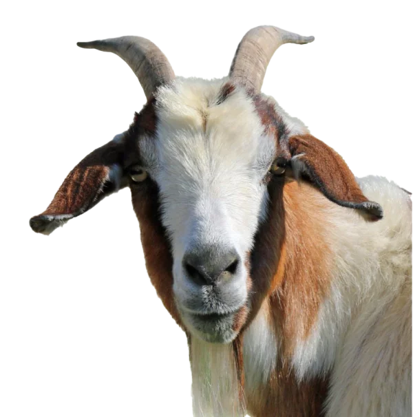 Goat Head Close Up PNG Transparent Background