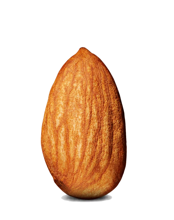 Detailed Almond Nut PNG Transparent Background