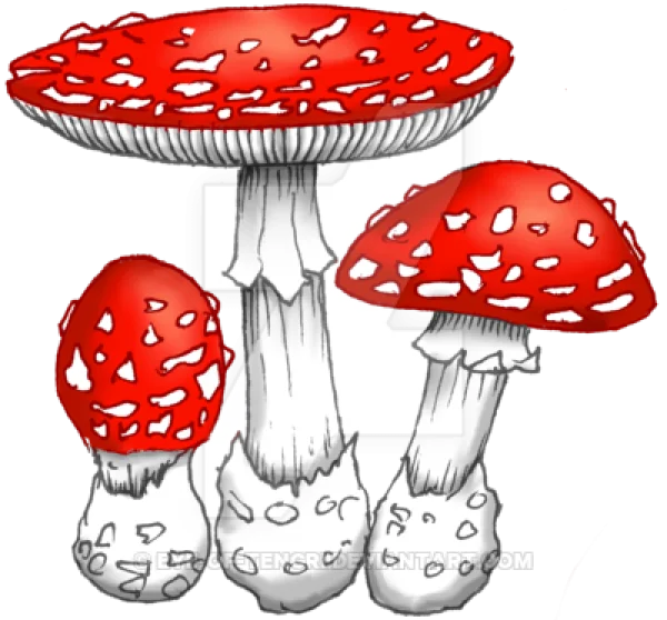 Red Spotted Toadstool Mushrooms PNG Transparent