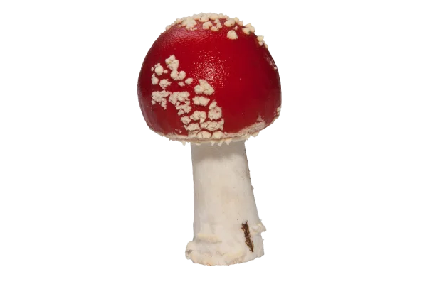 Red and White Fly Agaric Mushroom PNG