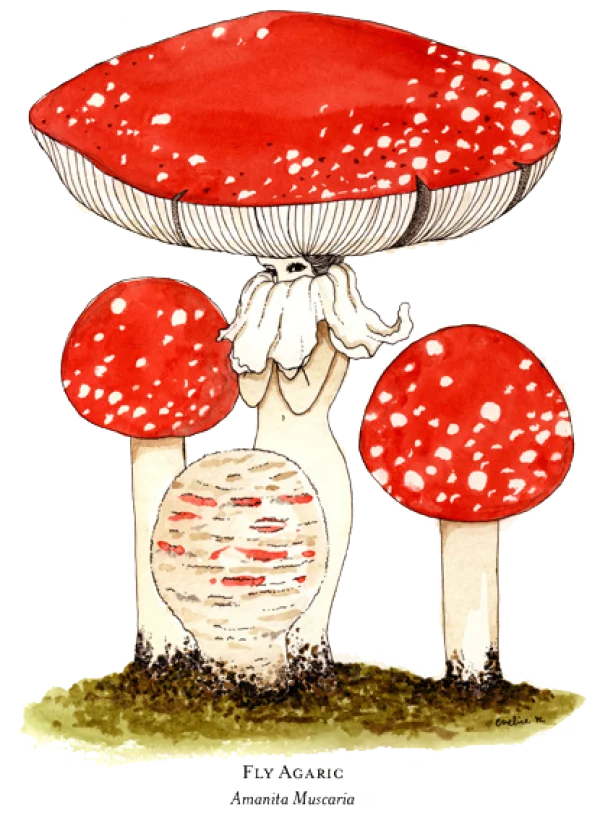 Fly Agaric Mushroom Watercolor Illustration PNG