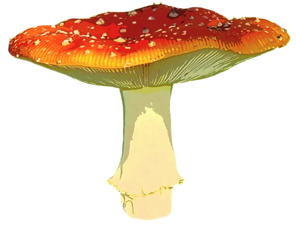 Red and White Spotted Mushroom PNG
