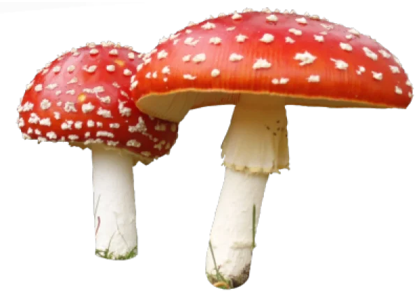 Fly Agaric Mushrooms Transparent PNG