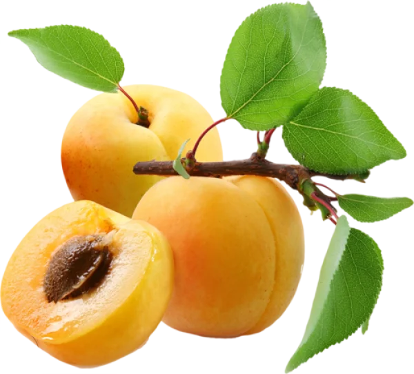 Fresh Apricots with Leaves PNG Transparent Background