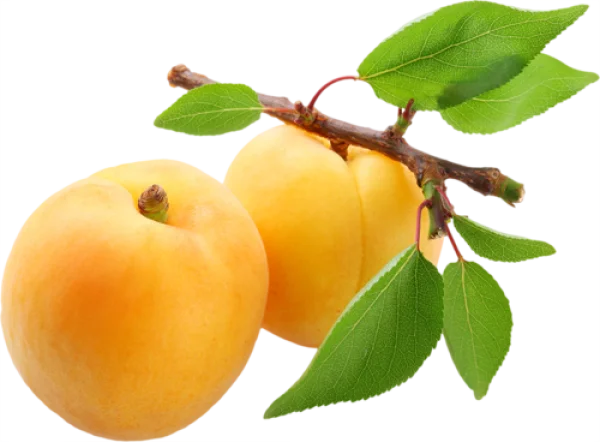 Fresh Ripe Apricots on Branch PNG Transparent Background