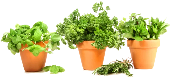 Fresh Culinary Potted Herbs PNG Transparent Background
