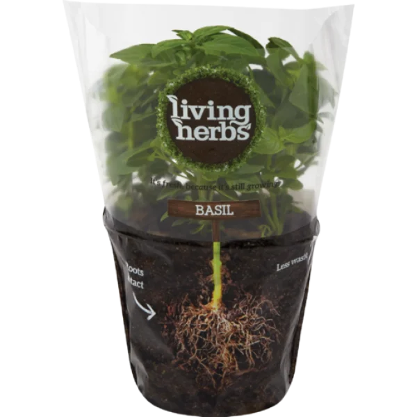 Living Herbs Potted Basil Plant PNG Transparent Background