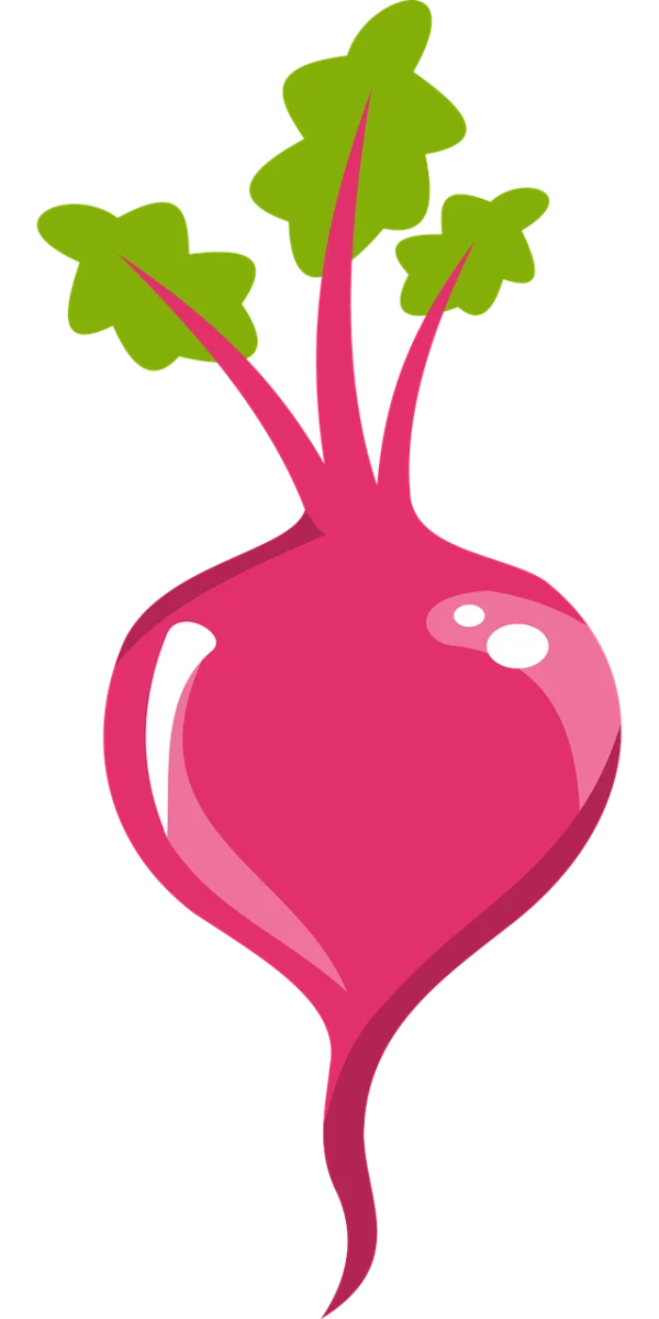 Pink Radish Illustration PNG Transparent Background