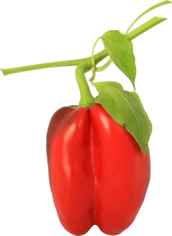 Red Bell Pepper with Stem and Leaves PNG Transparent Background