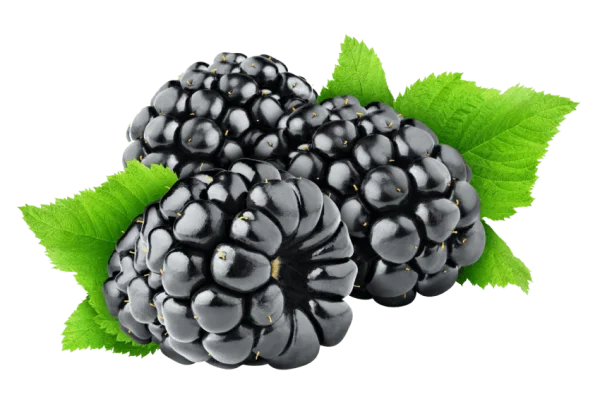 Fresh Blackberries with Leaves PNG Transparent Background