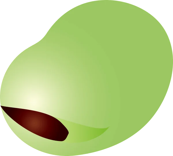 Broad Bean PNG Transparent Background