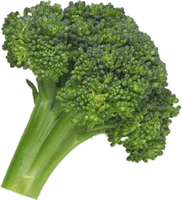 Fresh Broccoli Head PNG Transparent Background