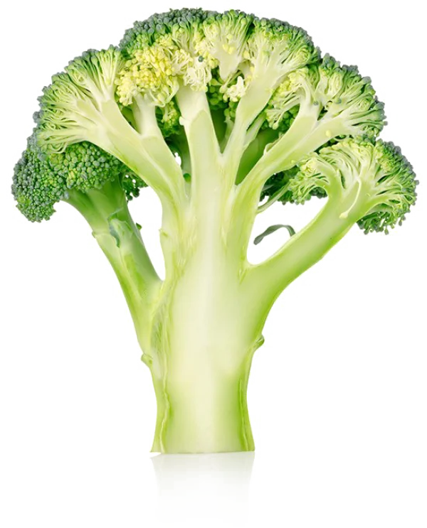 Broccoli Cross Section PNG Transparent Background