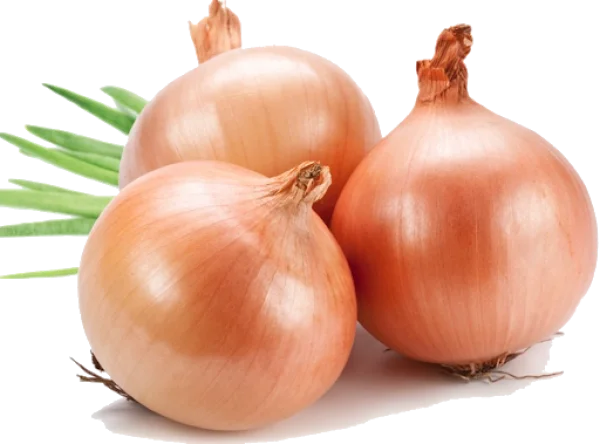 Fresh Onions Transparent Background
