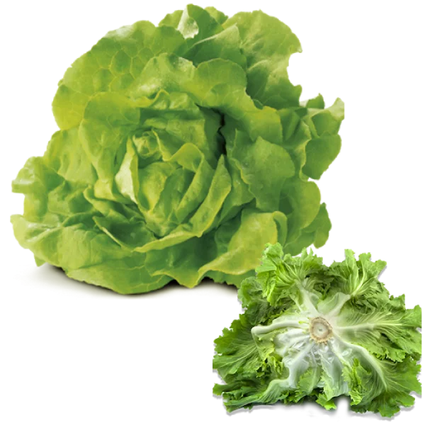 Fresh Green Lettuce Head PNG Transparent Background