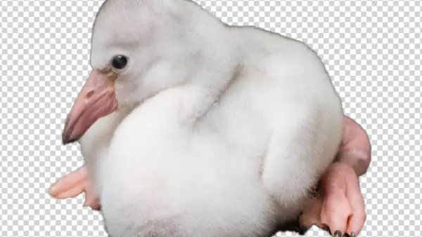 Cute Baby Flamingo Chick PNG Transparent Background