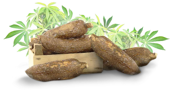 Fresh Cassava Roots in Crate PNG