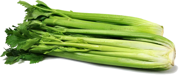 Fresh Green Celery Stalks PNG Transparent Background