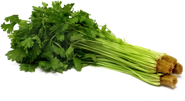 Fresh Cilantro Bunch PNG Transparent Background