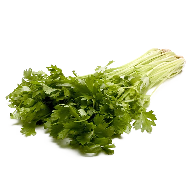 Fresh Cilantro Bunch PNG Transparent Background