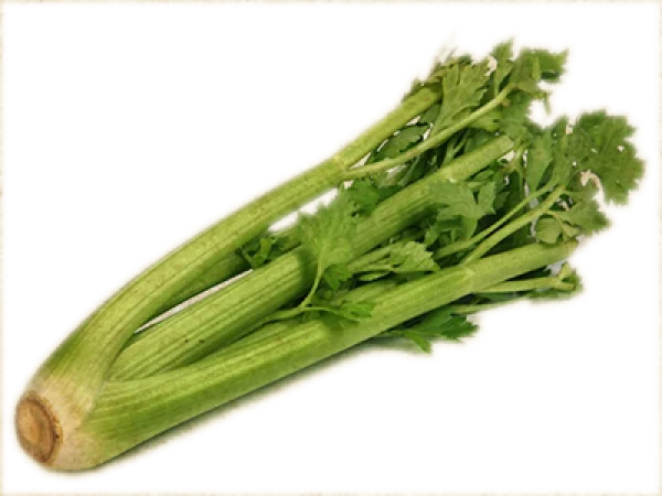 Fresh Celery Bunch PNG Transparent Background
