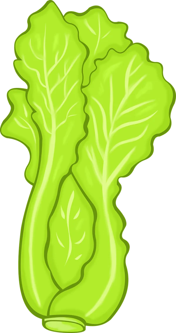 Cartoon Lettuce PNG Transparent Background