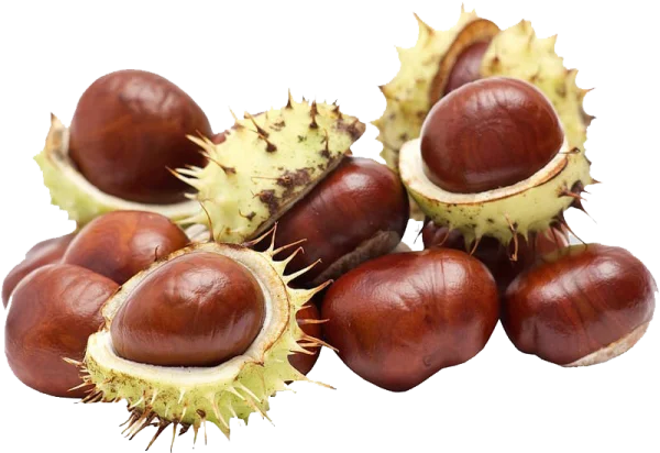 Horse Chestnuts with Spiky Husks Transparent PNG