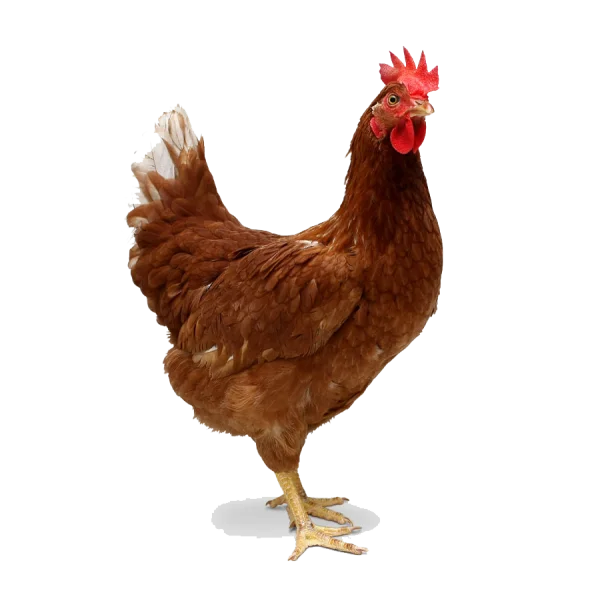 Brown Chicken Transparent PNG