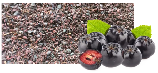 Fresh and Dried Aronia Chokeberries PNG Transparent