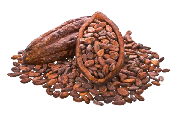 Raw Cocoa Beans and Pods PNG Transparent Background