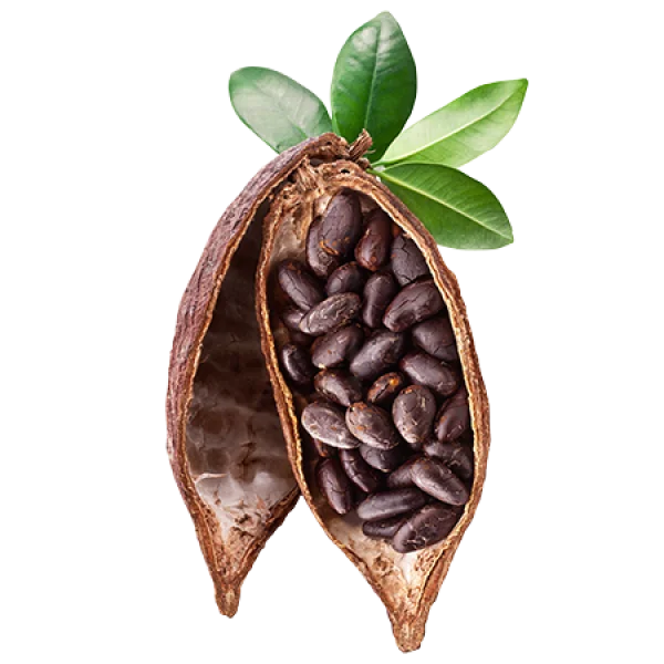 Cocoa Pod with Beans and Leaves PNG Transparent Background