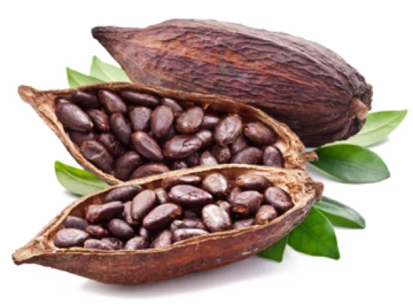 Cacao Pods and Beans with Leaves PNG Transparent