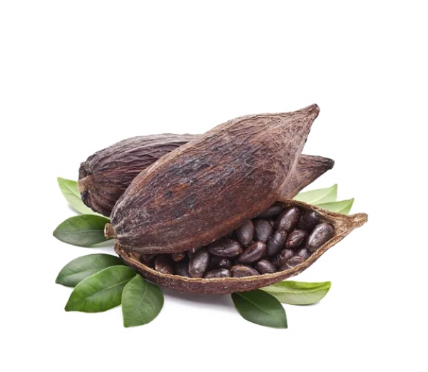 Cocoa Pods and Beans PNG Transparent Background