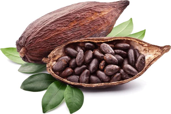 Cacao Pods and Beans PNG Transparent Background