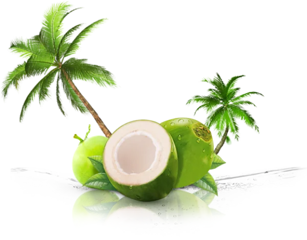 Fresh Green Coconuts and Palm Trees PNG