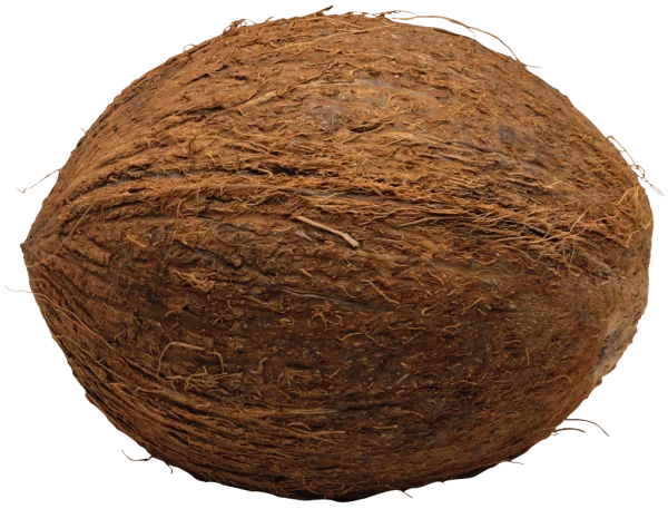 Whole Coconut PNG Transparent Background